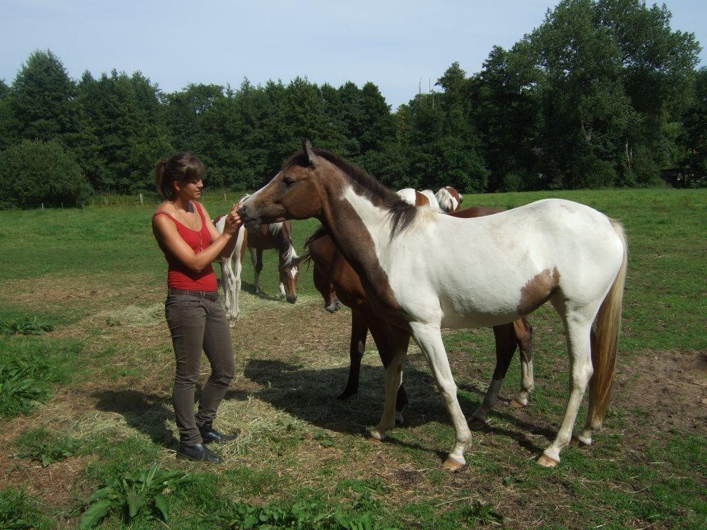 Ein Curly Horse kaufen in Celle